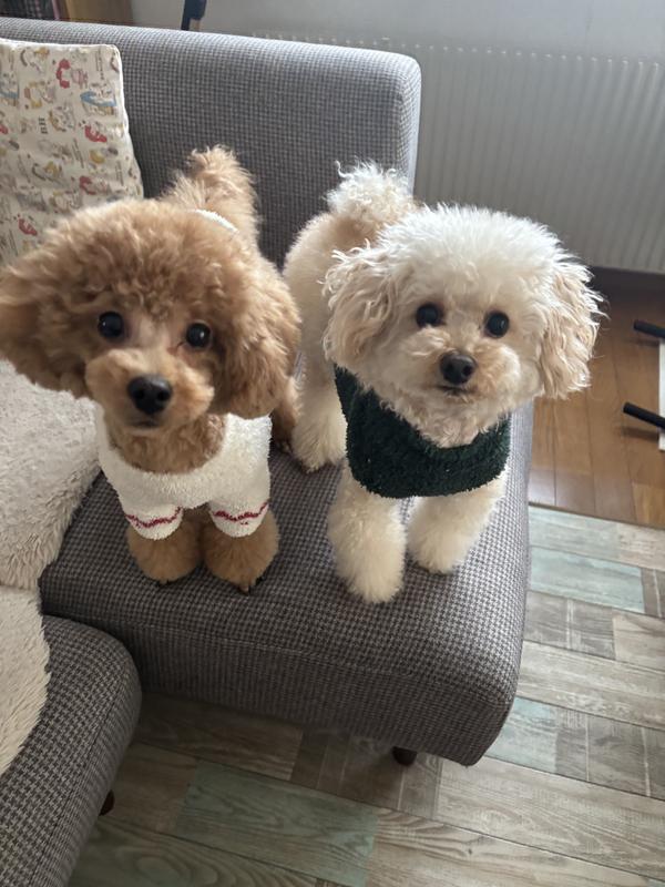 小型犬用 マルチケア＋消化サポート（避妊・去勢後にも） 超小粒 成犬
