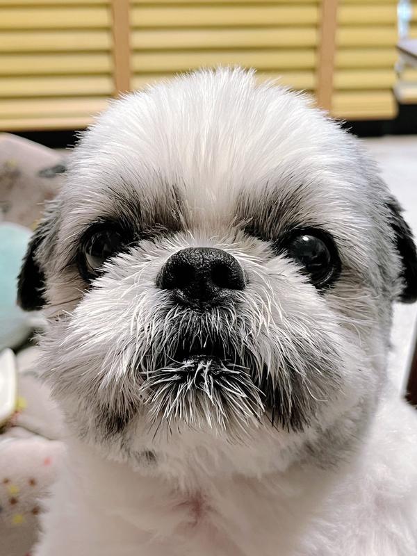 犬用〉メタボリックス 小粒 ドライ | ヒルズ プリスクリプション