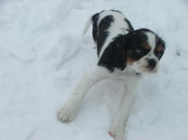 Snow Dog Cassie