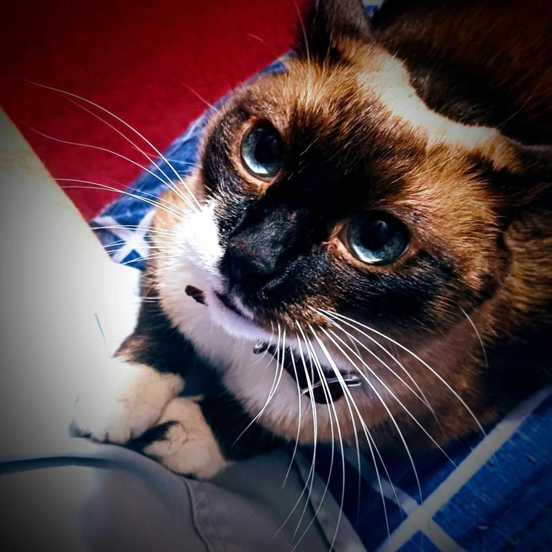 My cat, Jedi.