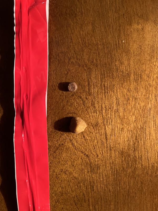 Size comparison of Hill's Kitten kittle (top) vs Indoor Adult kibble (bottom)