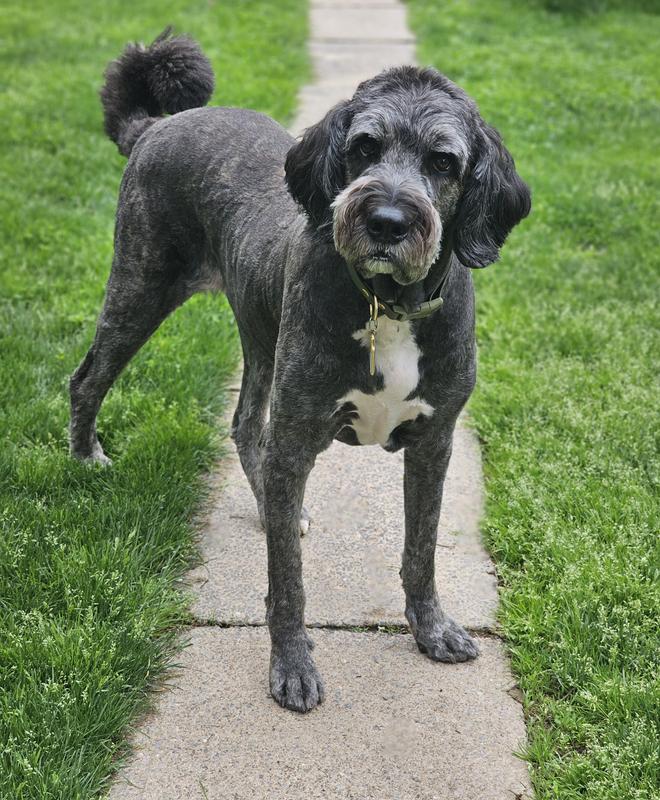 Pic #1 Dandruff after 10 passes with a fine tooth comb. Pic #2 Random hot spot. Pics #3&4 Nice shiny coat & a VERY happy boy! l