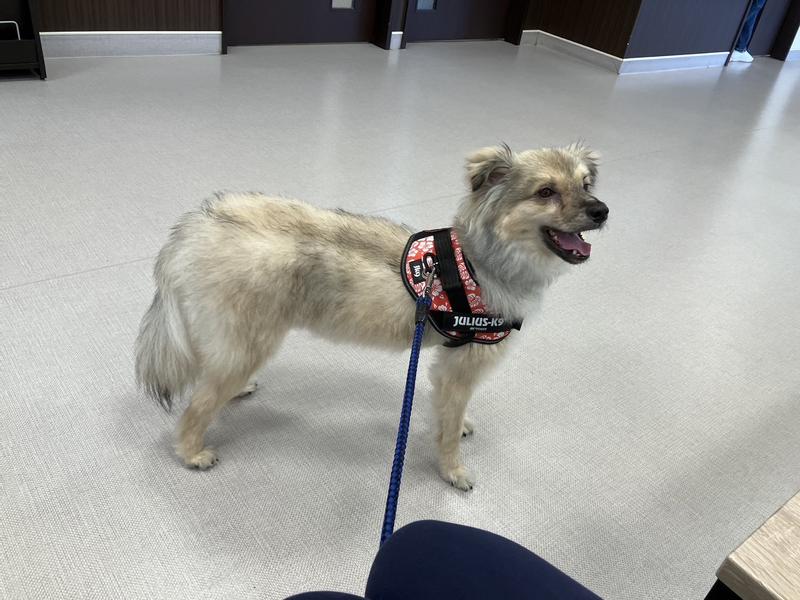 犬用〉c/d シーディー マルチケア 小粒 ドライ | ヒルズ プリスク