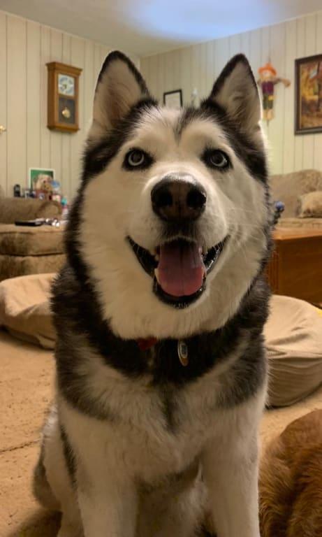 My happy Husky, Fig