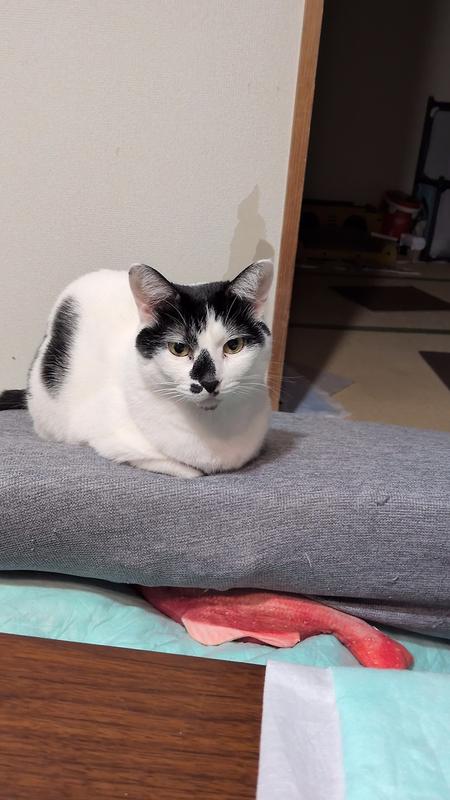 猫用〉腸内バイオーム コンフォート ドライ | ヒルズ プリスク