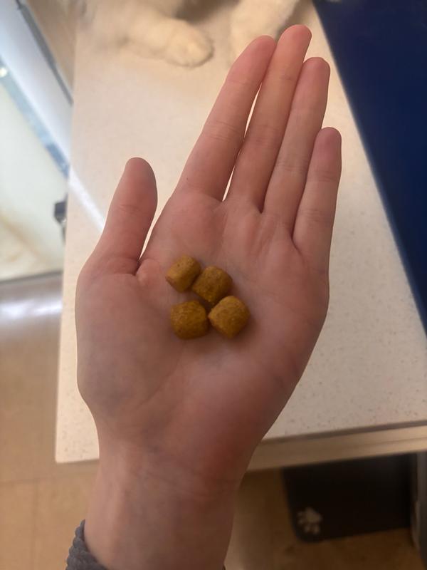 Dental kibble