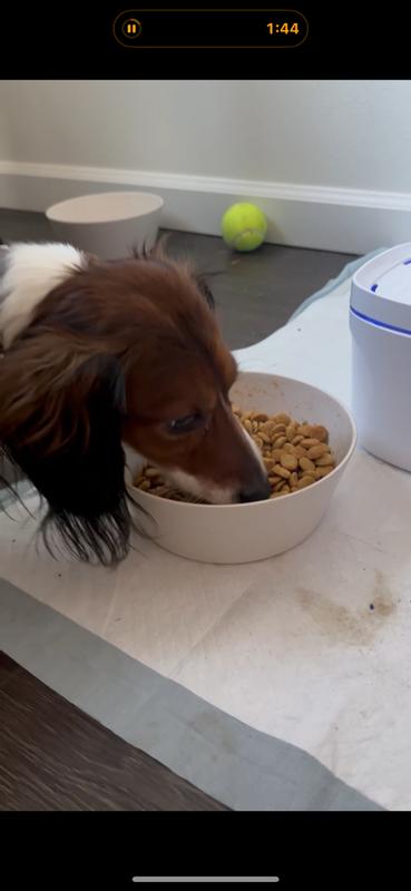 Doggy food