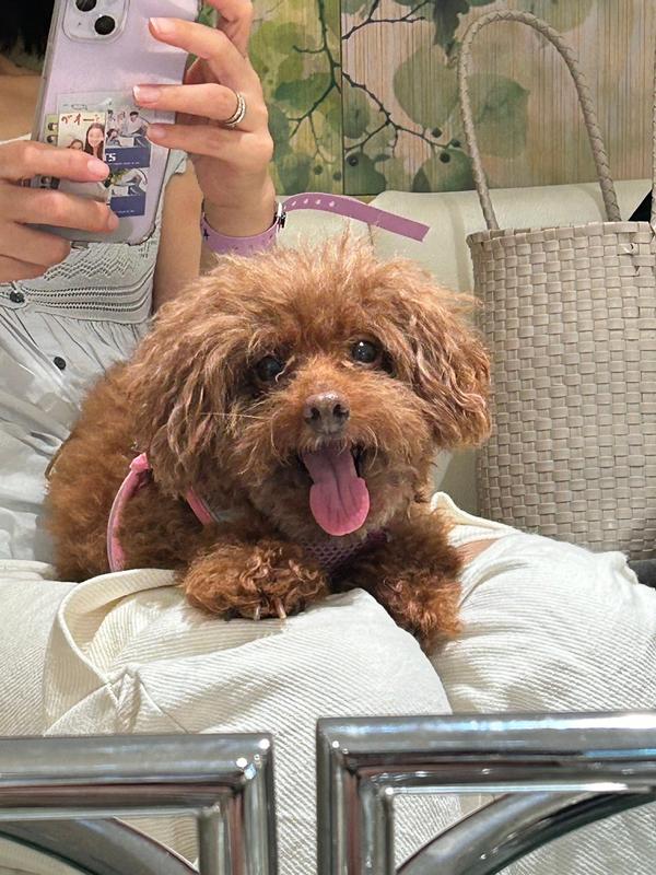 犬用〉メタボリックス 小粒 ドライ | ヒルズ プリスクリプション