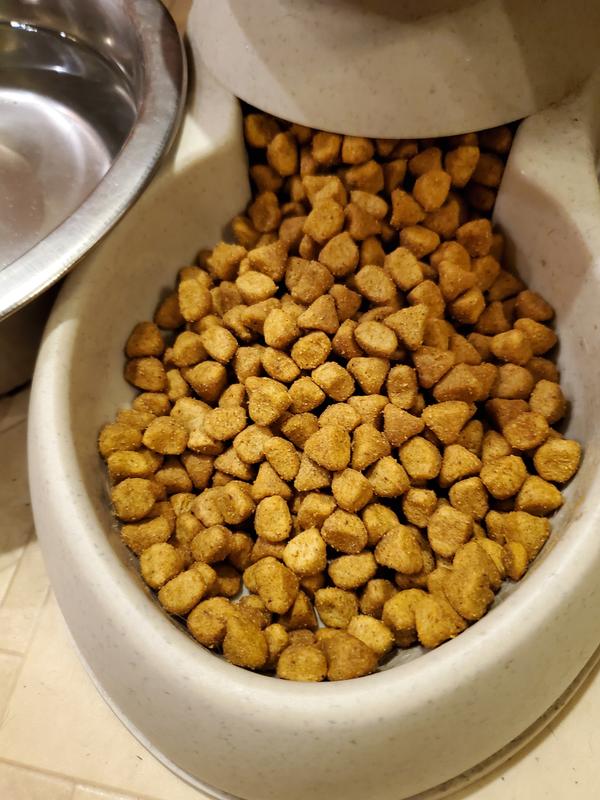 Cat Food