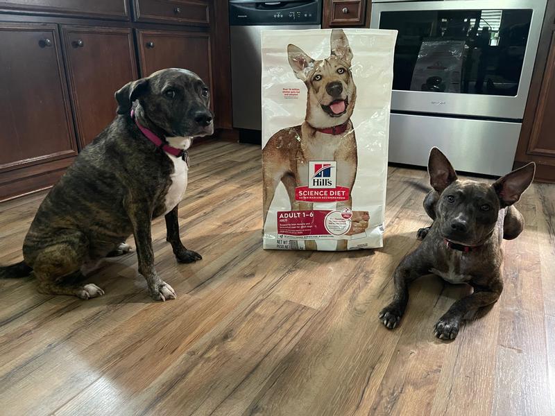 Photo dogs
