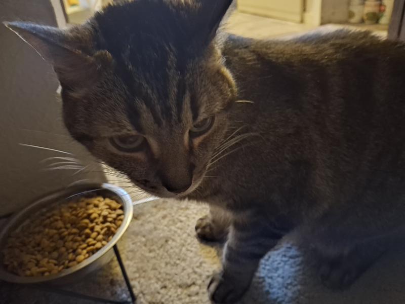 Cat food