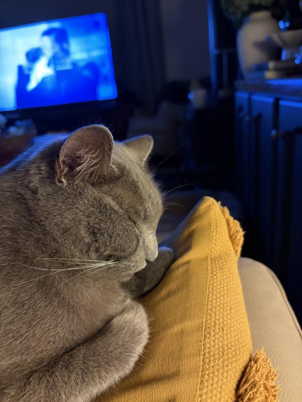 Content and cosy