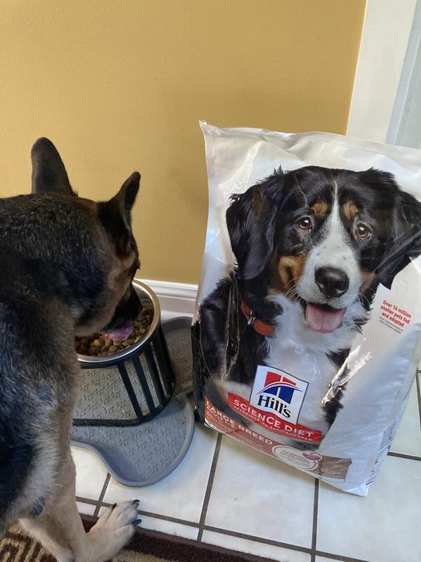 Taste test for Hills lamb and rice