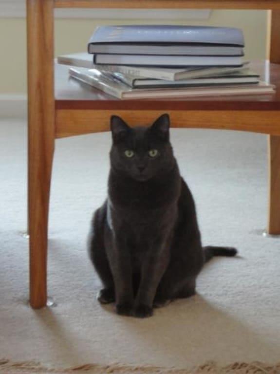 Merlin