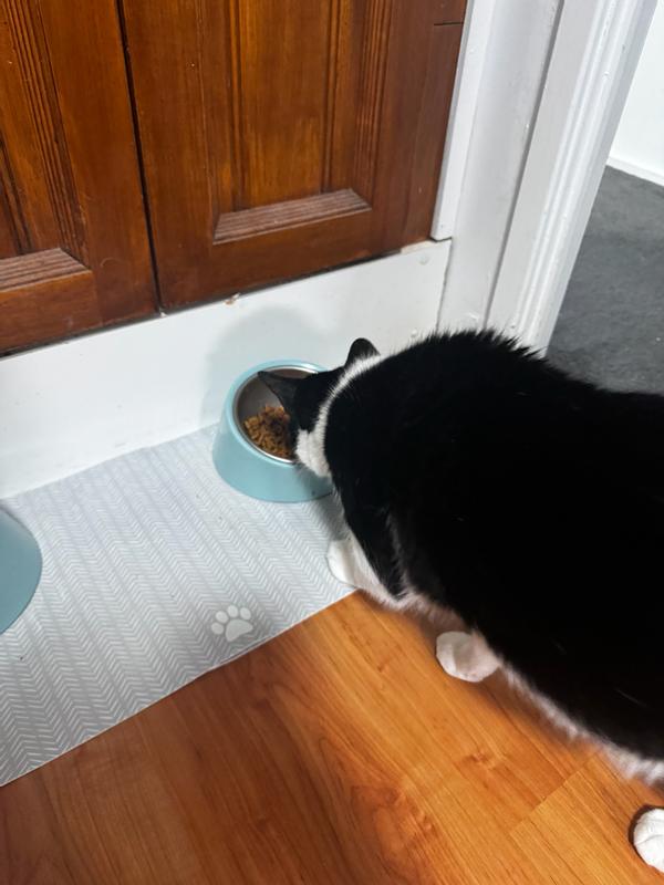 Cat 1