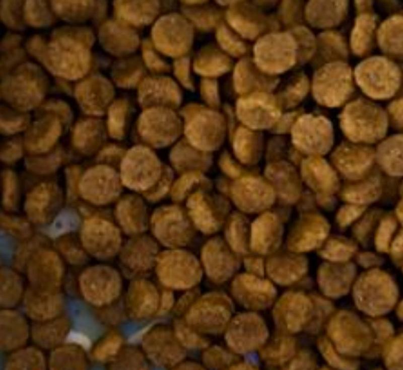 SD Canine Adult Small