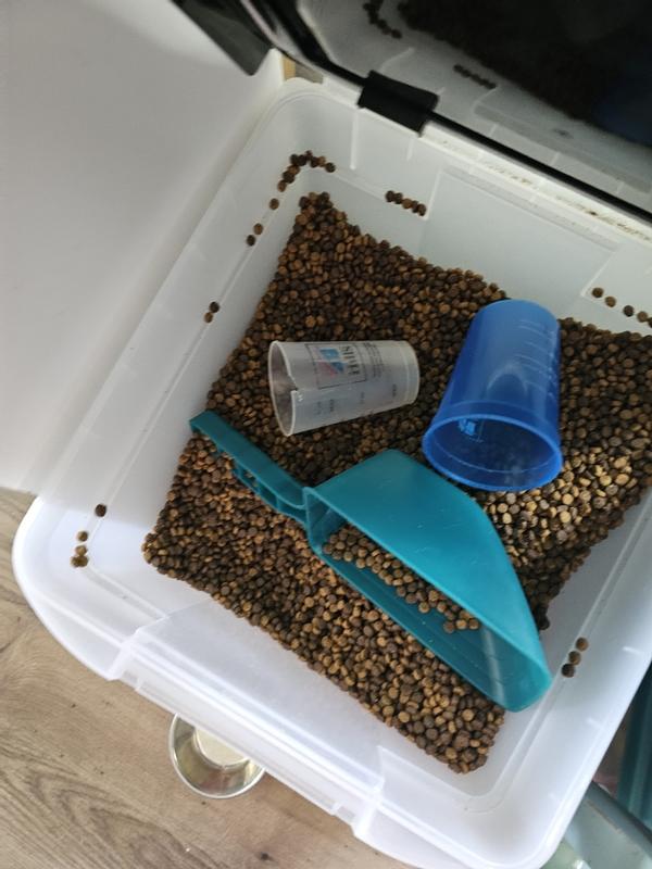 Yummy yummy new kitty food