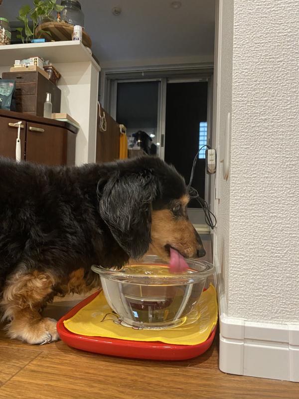 犬用〉エナジーアシスト ドライ | ヒルズ プリスクリプション