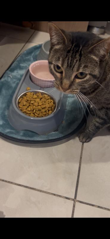 Our girl loving her science diet