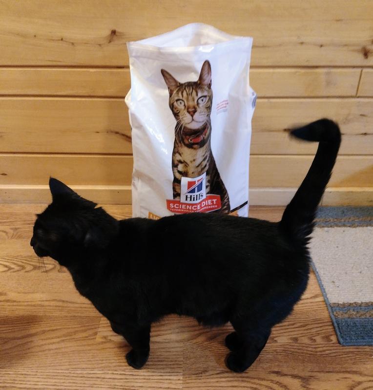 The cats come running when the bag is opened!