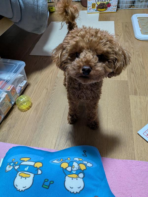 小型犬用 マルチケア＋消化サポート（避妊・去勢後にも） 超小粒 成犬