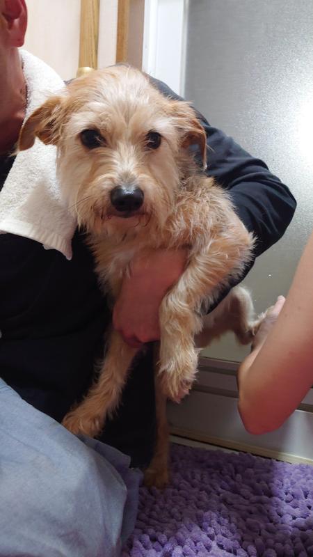 犬用〉腸内バイオーム 小粒 ドライ | ヒルズ プリスクリプション