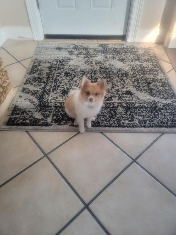 Sparky