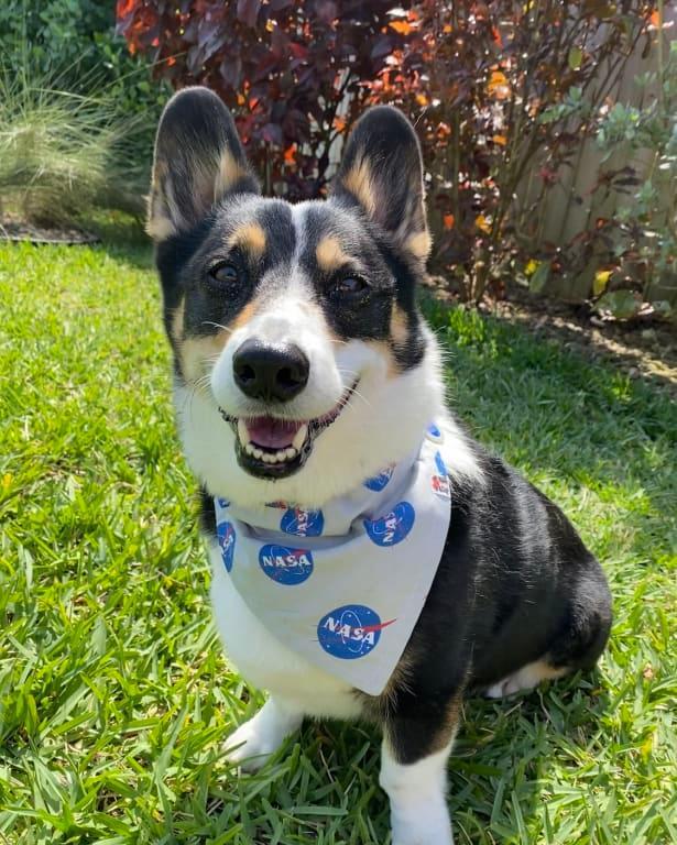 Science diet outlet corgi