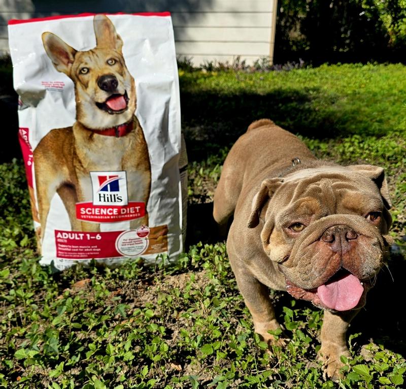 Hill's Science Diet Adult Lamb Meal & Brown Rice Recipe Dry Dog