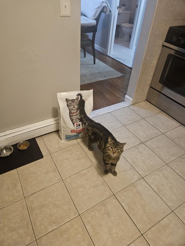 My cat is a picky eater and a sensitive stomach and had no issues.