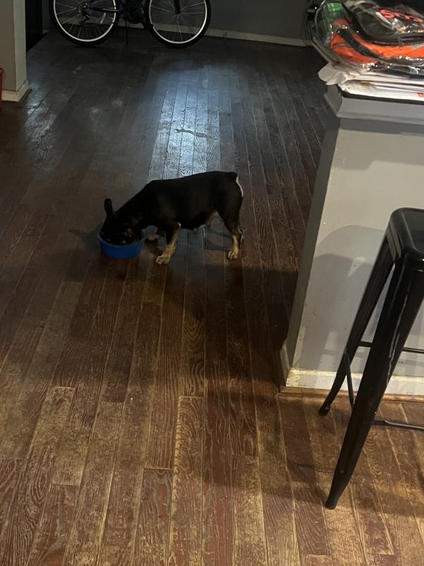 dog enjoying food