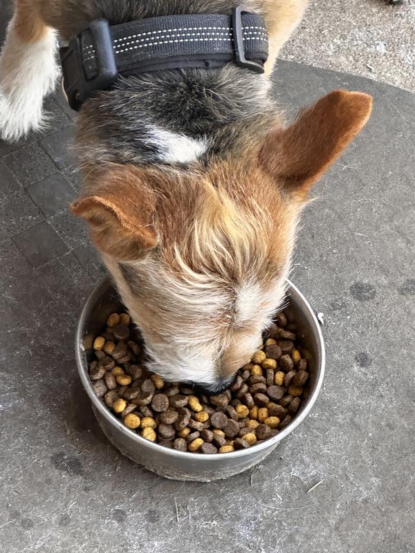 Charley enjoying the first week of his new food.
