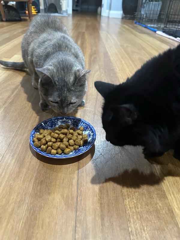 My cats eating the Hill's Science Diet Oral Care Cat Food