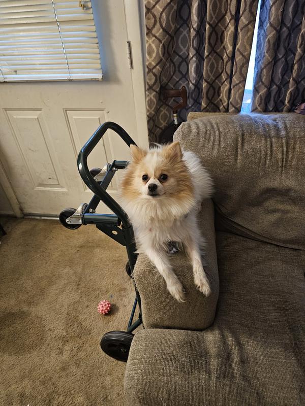 This is Deliah cute little pomeranian