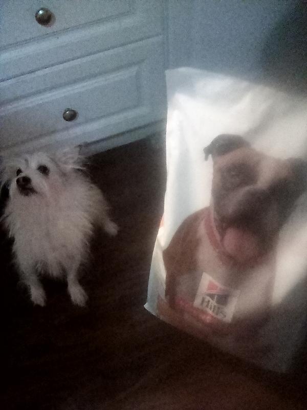 My dogs favorite