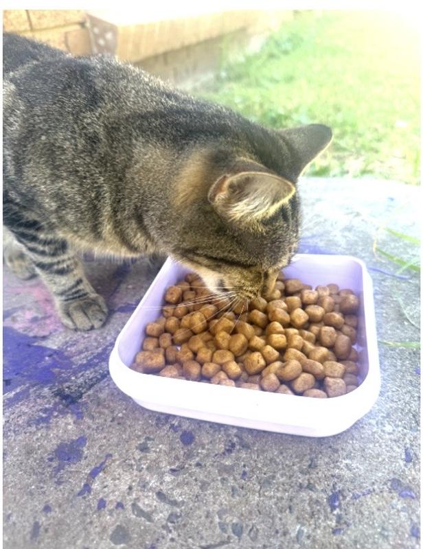 my cat loved it so much