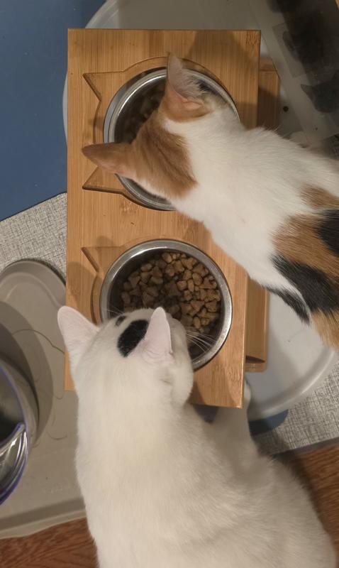 One photo shows them not eating the kitten food.  The next is them happily eating the food after I added the multi-benefit food.