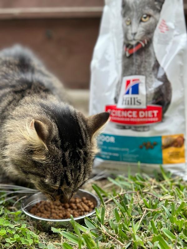 Kitten Indoor Chicken Recipe Hill's Science Diet