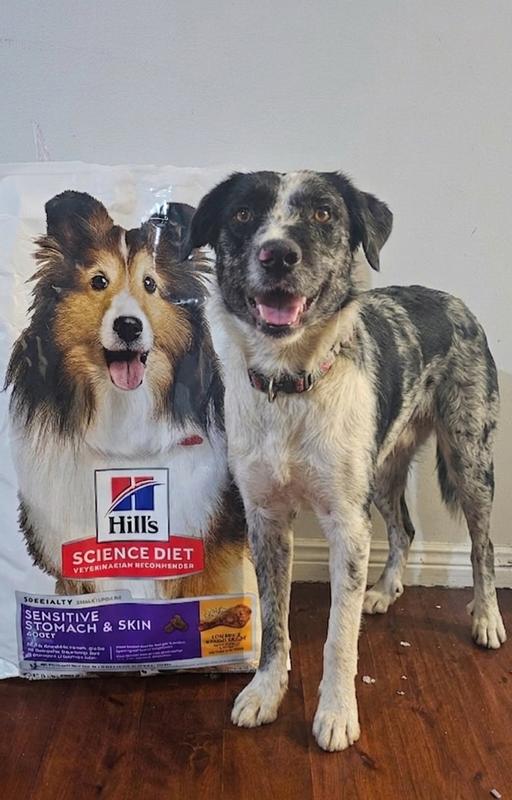 Addie and the dog food