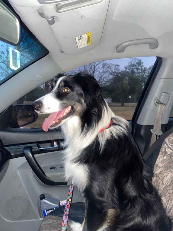 Ruger