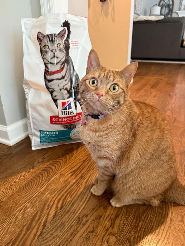 cat food