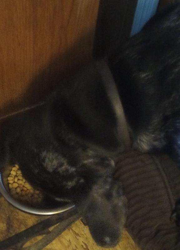 My baby loves this food!