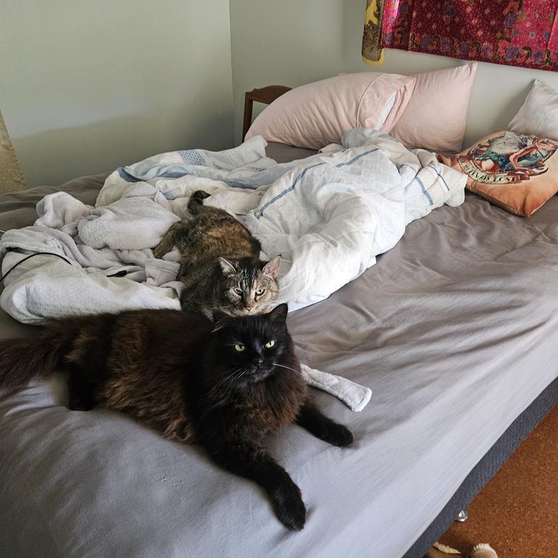 Happy cats