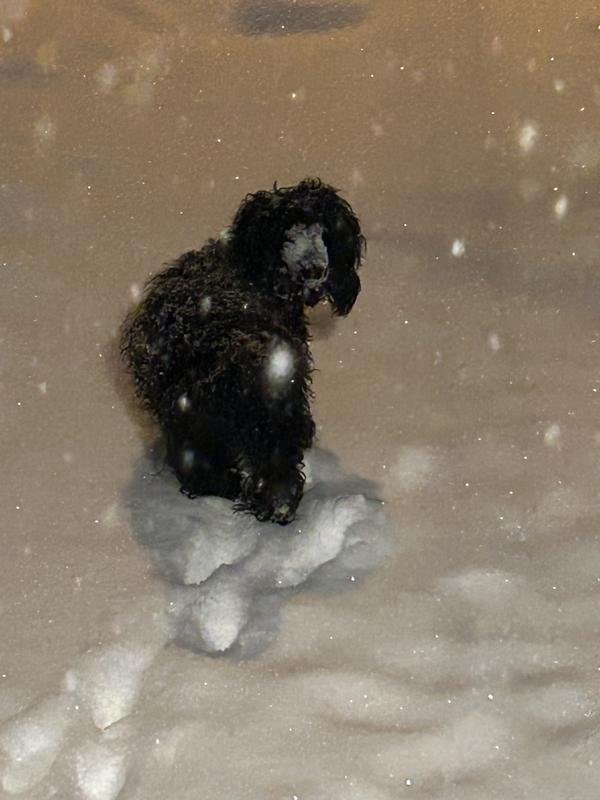 Walking through snow to get away from that food!