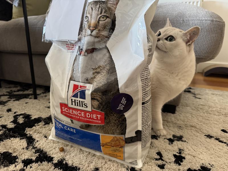 Cat with Hills Food