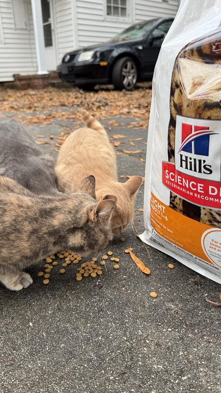 My beautiful fur ladies