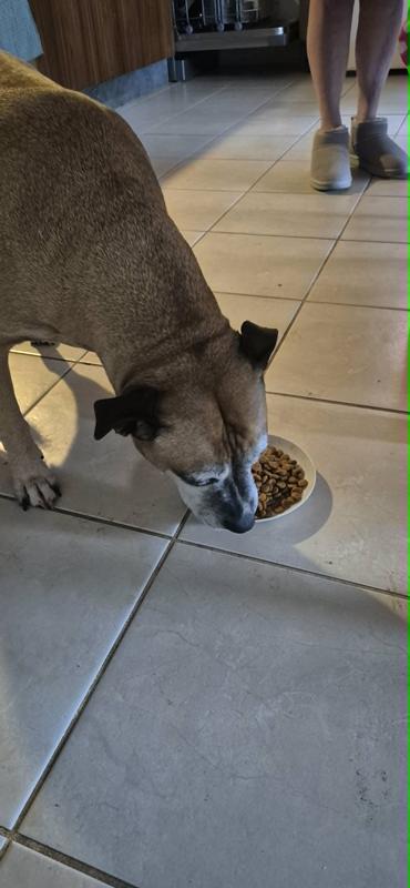loving my kibble
