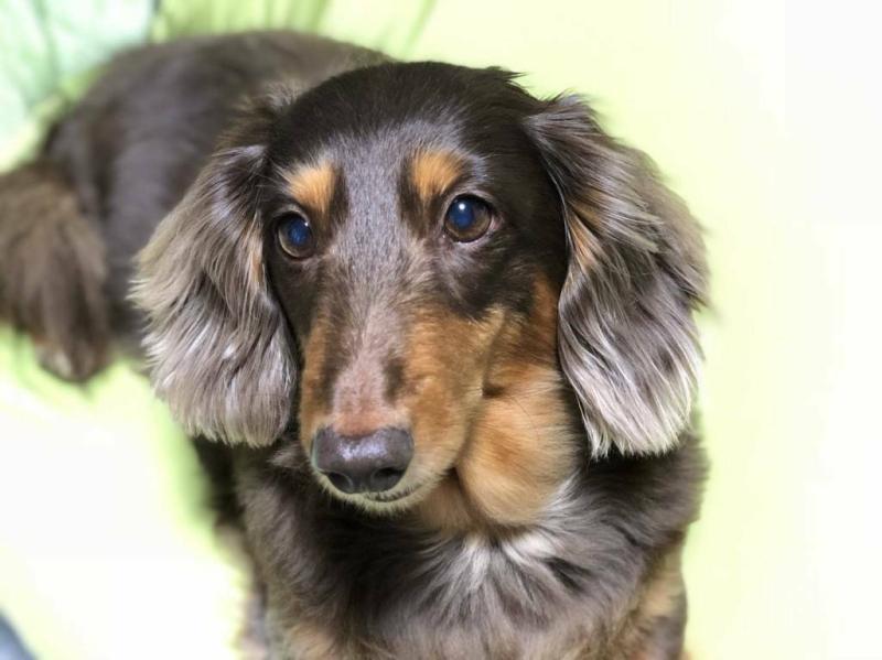 犬用〉メタボリックス ビスケット | ヒルズ プリスクリプション