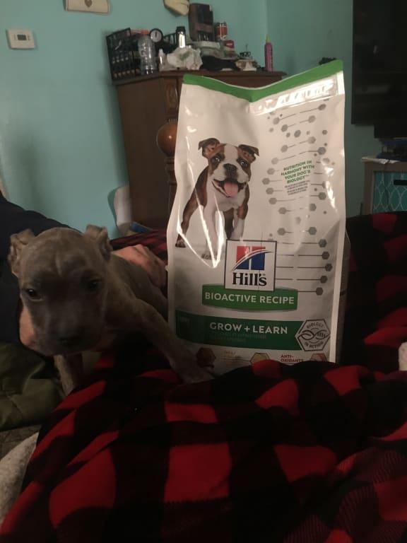 hills bioactive puppy