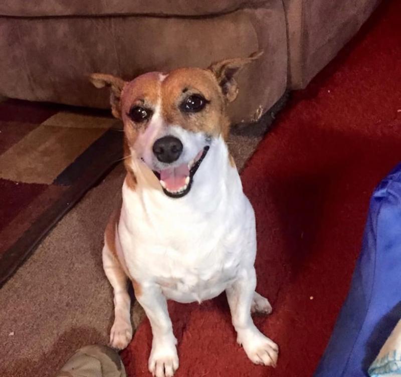 science diet thrive and vigor